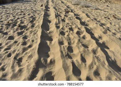 The Great Thar Desert Jaisalmer Rajasthan India