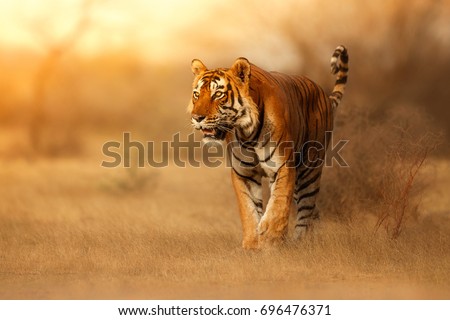 Great tiger male in the nature habitat. Tiger walk during the golden light time. Wildlife scene with danger animal. Hot summer in India. Dry area with beautiful indian tiger, Panthera tigris