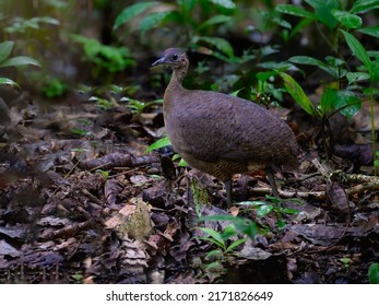 Great Tinamou On The Rainforest Floor