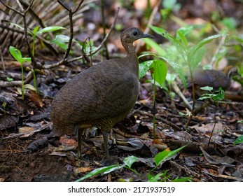 Great Tinamou On The Rainforest Floor