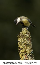 Great tit
