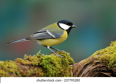 Great Tit