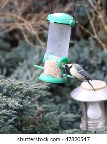 great tit