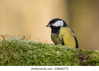 Great Tit