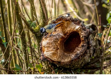 great tit
