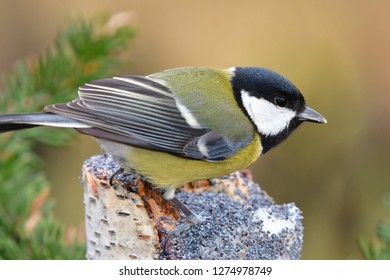 do birds eat poppy seeds