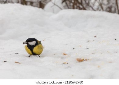 Great Tit. Bird Eating Sunflower Seed In Snow In The Forest. Feeding Birds In Winter.