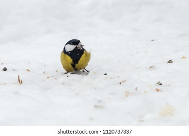 Great Tit. Bird Eating Sunflower Seed. Feeding Birds In Winter.