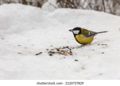 Great Tit. Bird Eating Sunflower Seed In Snow. Feeding Birds In Winter.