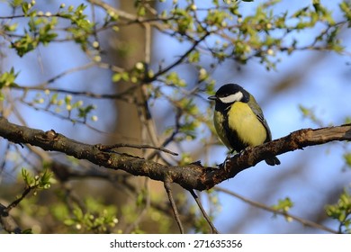 Great tit bird on branch
