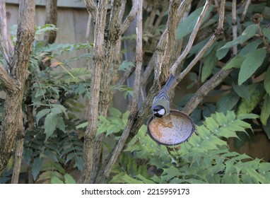 Great Tit Bird Perched On A Coconut Shell Feeder In A Garden Setting