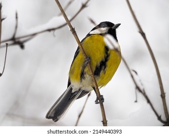 Great Tit bird photo in the nature 
