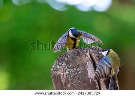 Great Tit birds fighting for food on the wood