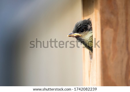 Great tit chick leaving nesting box