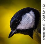 a great tit close up