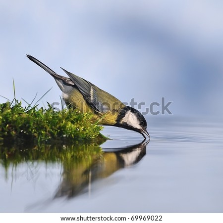 Great tit drinking water from the shore.
