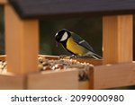 A great tit eating at a birdhouse in winter. Funny and cute close-up of a bird. Taken with the EOS R6 at 300mm.