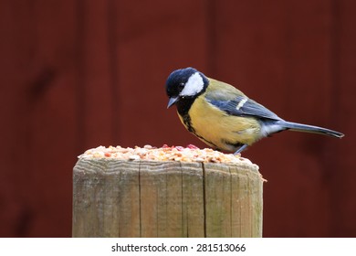 Great Tit Eating Seed In A UK Garden