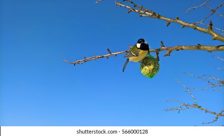 A Great Tit Feeding On A Suet Fat Ball