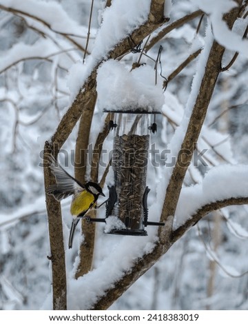 A great tit feeding seeds from bird feeder with snowy background