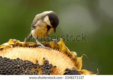 The great tit feeds on sunflower seeds that are full of fat and energy for cold autumn nights. Backyard bird feeding. House birding. Birds of Serbia and Balkan. Feeding and helping animals.