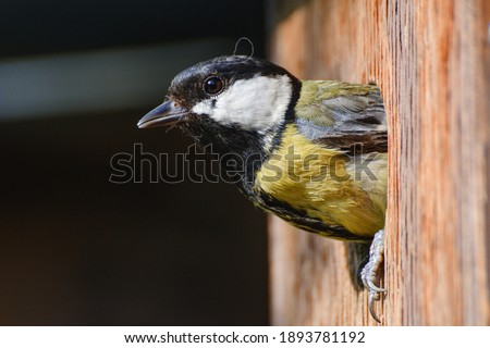 
Great tit flies out of the nest in a birdhouse. Czechia. Europe. 
