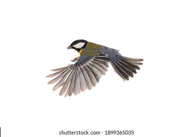 great tit flies with spread wings isolated on white background