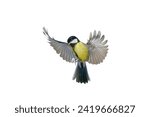 great tit in flight isolated on white background