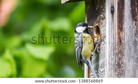 Similar – Image, Stock Photo Tit landing on a tit ring