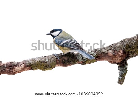 Similar – Image, Stock Photo Great Tit