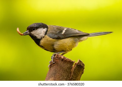 Great Tit Garden Bird Feeding In UK Garden