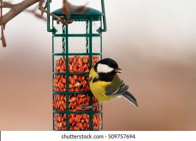 Imagenes Fotos De Stock Y Vectores Sobre Bird Peanut Shutterstock