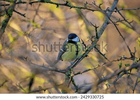Great Tit in a hedgegrow on a winters day. County Durham, England, UK.