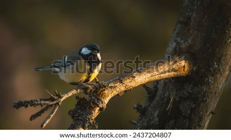 A great tit looking around and sitting in a branch with golden light