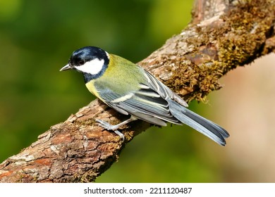 Great Tit Male (Parus Major)