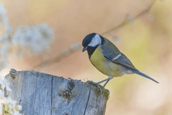 A Great Tit In The Nature Habitat. Parus Major. A Titmouse Sits On A Tree Stump. 