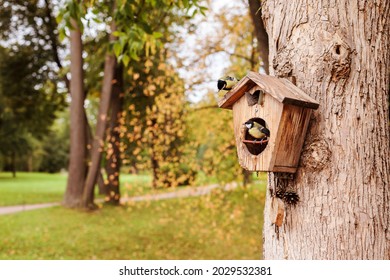Great tit on a birdhouse on the tree in the autumn park, copy space. 