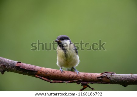 Similar – young great tit with sunflower seed