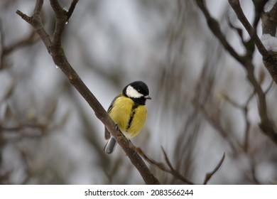 Great Tit On A Branch In Winter Without Snow