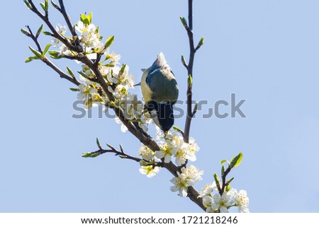 Similar – Image, Stock Photo titmouse spring