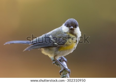 Similar – young great tit with sunflower seed