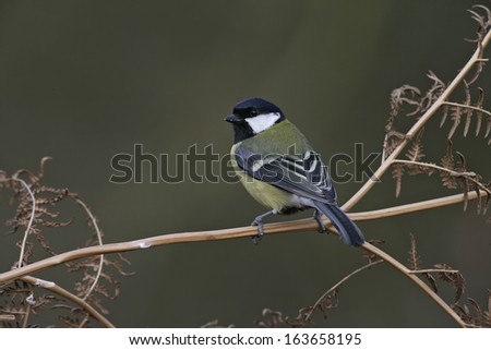 Similar – Image, Stock Photo Great Tit