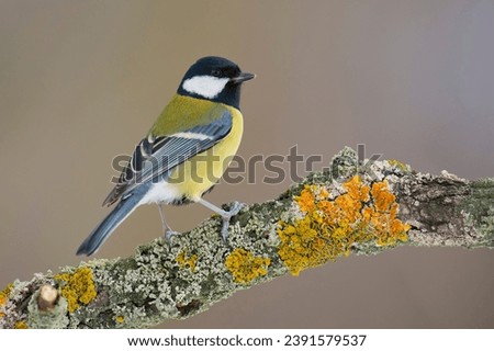 Similar – Image, Stock Photo Great Tit