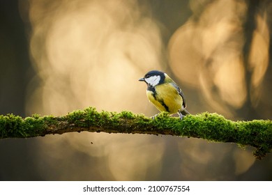 Great Tit, Parus major, black and yellow songbird sitting on the nice lichen tree branch, Czech. Bird in natur. Songbird in the nature habitat. Cute blue and yellow songbird in autumn scene 