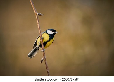 Great Tit, Parus major, black and yellow songbird sitting on the nice lichen tree branch, Czech. Bird in natur. Songbird in the nature habitat. Cute blue and yellow songbird in autumn scene 
