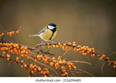 Great Tit, Parus major, black and yellow songbird sitting on the nice lichen tree branch, Czech. Bird in natur. Songbird in the nature habitat. Cute blue and yellow songbird in winter scene.