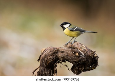 Great Tit, Parus major, black and yellow songbird sitting on the nice lichen tree branch, Czech. Bird in natur. Songbird in the nature habitat. Cute blue and yellow songbird in winter scene,