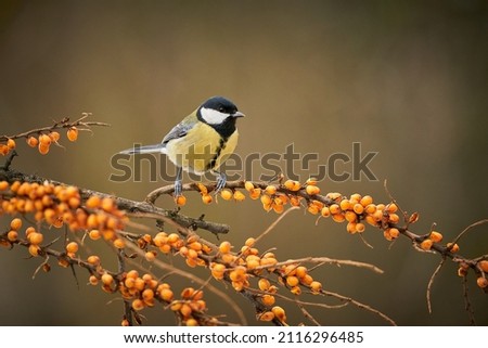 Great Tit, Parus major, black and yellow songbird sitting on the nice lichen tree branch, Czech. Bird in natur. Songbird in the nature habitat. Cute blue and yellow songbird in winter scene.