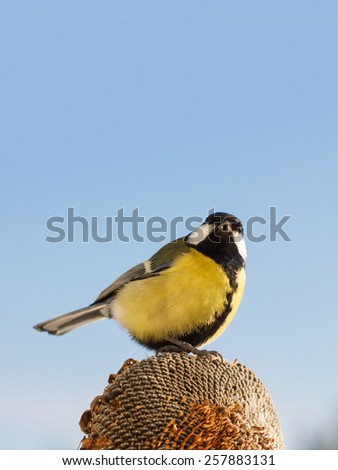 Similar – European Pied Flycatcher