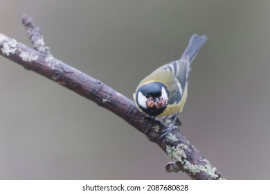 Great Tit Parus Major Infected By A Poxvirose